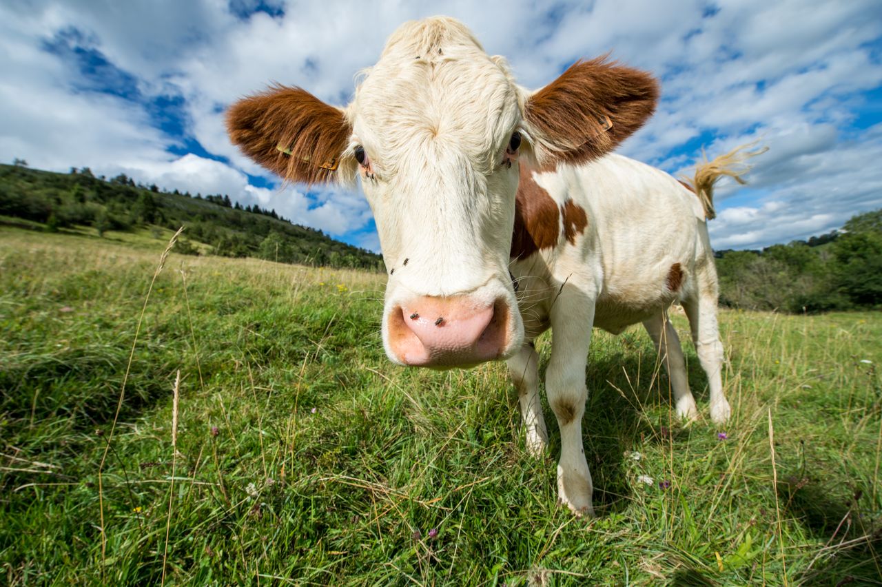 Faune Vache Montbéliarde 0357-2